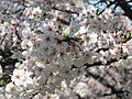 Kirschblüte im Berner Rosengarten