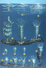 The developmental stages of jellyfish.