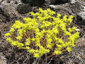 Keltamaksaruoho (Sedum acre)