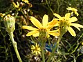 Senecio inaequidens