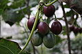 Solanum betaceum