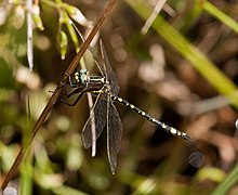 Synthemis eustalacta