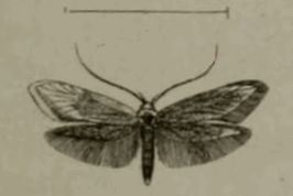 Syringopais temperatella