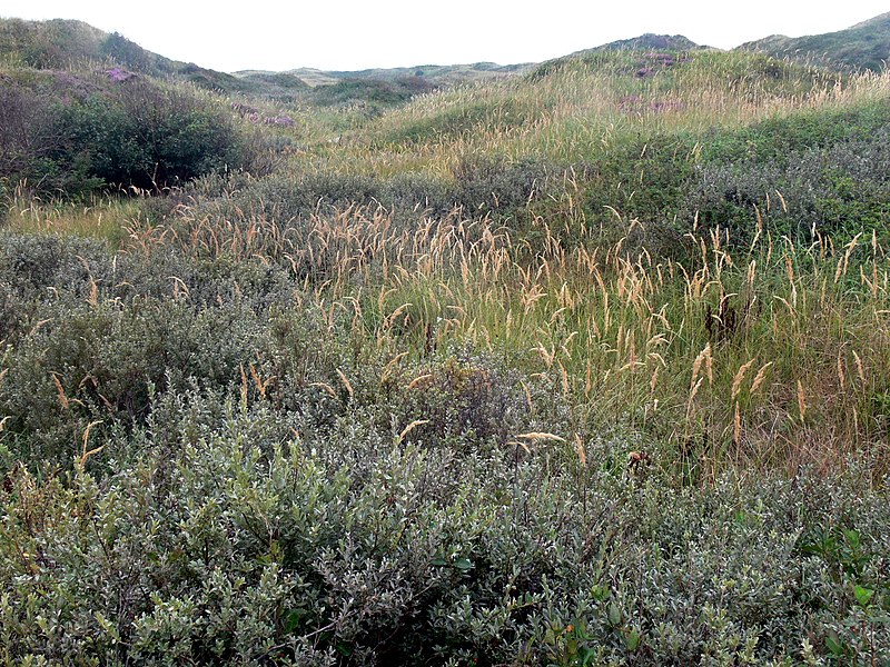 File:Texel-Alte Dünen.jpg