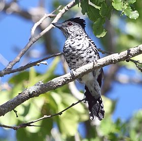 Espécime macho de Choca-barrada-do-nordeste (Thamnophilus capistratus) en Riachuelo, Rio Grande do Norte, Brasil.