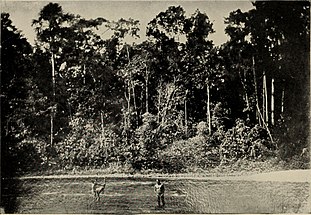 Foto da flora amazônica presente em The Putumayo de Hradenburg (1912)