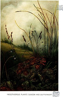 Insectivorous plants: Sundew and Butterort, planche II[6]