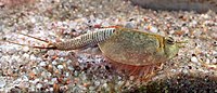 恐龍蝦（Triops longicaudatus，背甲目）