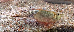 Skydvėžis (Triops longicaudatus)