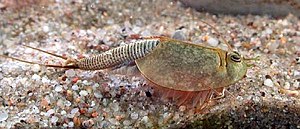 Triops longicaudatus (familio Triopsidae, ordo Notostraca)