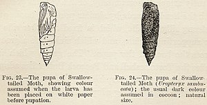 Experiment by Poulton, 1890: swallowtailed moth pupae with camouflage they acquired as larvae Variable Protective Resemblance in Lepidopterous Pupae.jpg