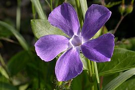 Vinca major