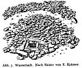 Trou d'eau sur l'île, dessin de Elisabeth Krämer-Bannow durant l'expédition Thilenius.