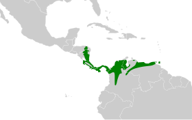 Distribución geográfica del trepatroncos cacao.