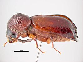 Xyloperthodes nitidipennis