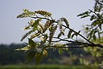 Miniatura para Salix kusanoi