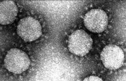 Alphacoronavirus osztályai