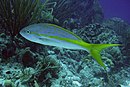 18 октября 2006 г. - Yellowtail Snapper.JPG