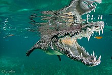 An American crocodile photographed underwater in Cuba. 2017, cuba, jardines aggressor, all the teeths (37521060992).jpg