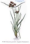 Cyperus flavescens