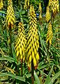 Aloe striatula