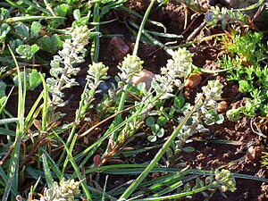 Alyssum simplex Synonym till Alyssum rothmaleri