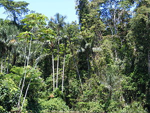 Amazonian rainforest, upper Amazon basin, Lore...