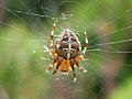 Miniatura para Araneus