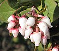 Miniatura para Arctostaphylos tomentosa