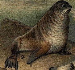 Old Illustration of a Northern Fur Seal by Gustav Mützel