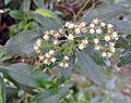 Baccharis nitida