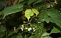 Begonia udisilvestris