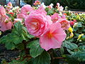 Begonia ×tuberhybrida