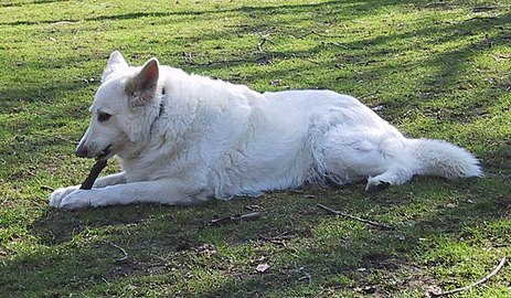 Бели швајцарски овчар