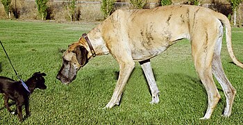 English: Chihuahua mix and Great Dane. Brindle...