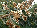 Inflorescencia de Eriobotrya japonica