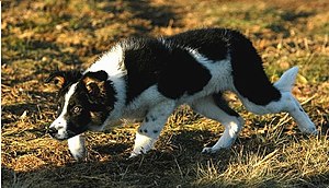 Chien : la SCC rend obligatoire l'empreinte génétique des chiens  reproducteurs - Le chasseur français
