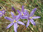 Brodiaea