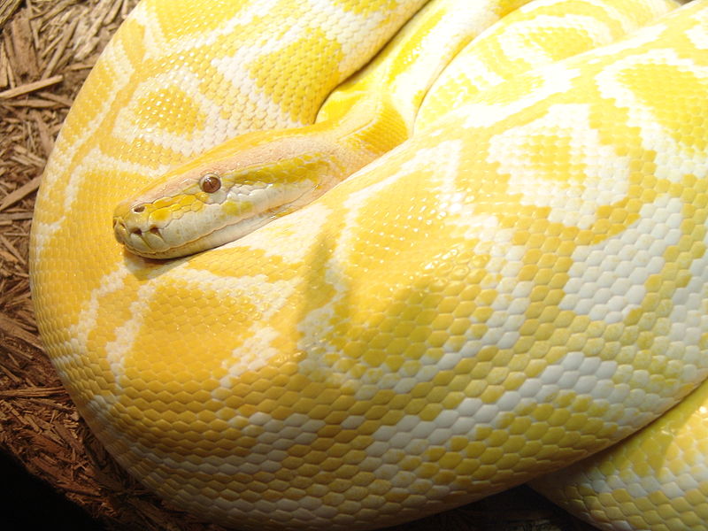 Burmese Python Care