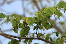 Libidibia punctata