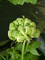 Cípsela de boixac (Calendula officinalis)