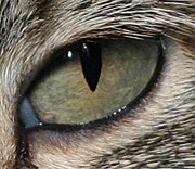 A macska szeme