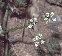 Gros plan sur une fleur aux pétales blancs sur fond brun verdâtre.