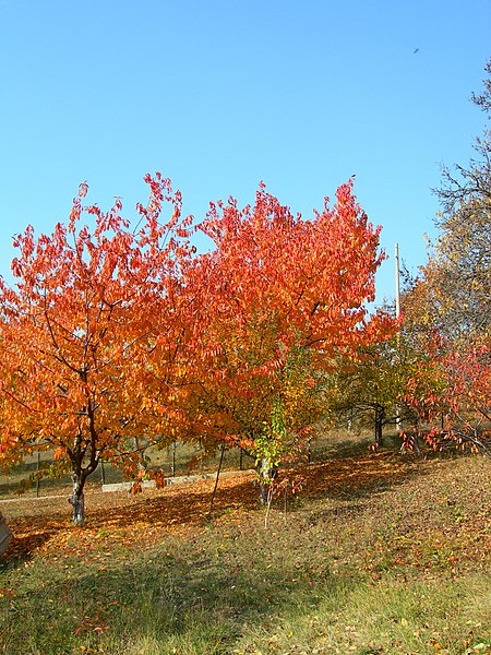 File:Cherry-trees-in-autumn.jpg