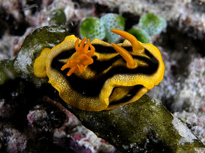 Chromodoris joshi, by Nick Hobgood