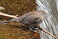 うろこ模様がある幼鳥