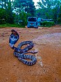  08:15, 1 ජූනි 2019වන විට අනුවාදය සඳහා කුඩා-රූපය