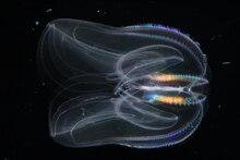 Mnemiopsis leidyi Comb jelly.tif