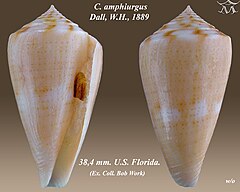 Description de l'image Conus amphiurgus 1.jpg.