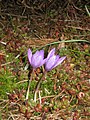 Crocus ligusticus